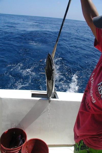 Catch a Barracuda in Destin Florida