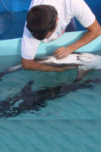 Catching Cobia in Destin Florida