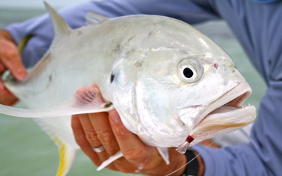 Fish to Catch in Destin, Florida