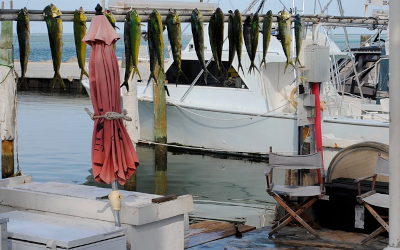 Dolphinfish Season in Destin, Florida