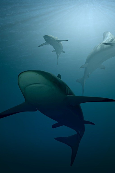 Bull Sharks in Destin, Florida