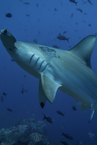 Hammerhead Sharks in Destin, Florida