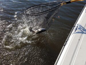 Target-Speckled-Trout-in-Destin