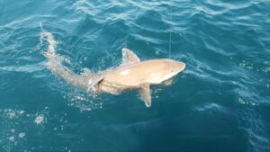 How to Catch Sharks in Destin