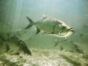 Florida for Your Next Tarpon Fishing Trip