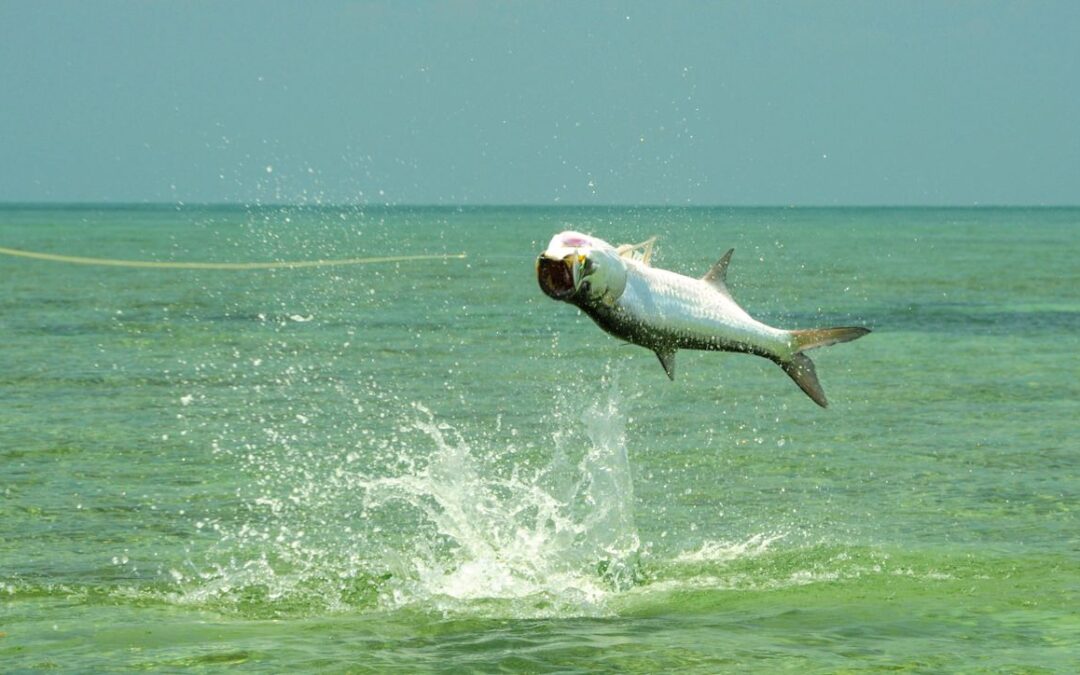 Why Choose Destin, Florida for Your Next Tarpon Fishing Trip