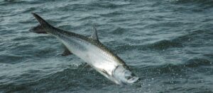 Florida for Your Next Tarpon Fishing Trip