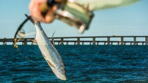 Florida for Your Next Tarpon Fishing Trip