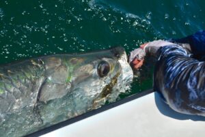 Florida for Your Next Tarpon Fishing Trip