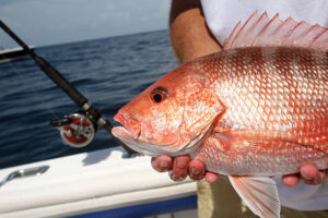 DOCK DEMON VS RED SNAPPER!, DESTIN FLORIDA