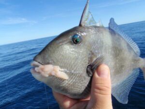 Best Fish to Catch on a Destin Florida Offshore Fishing Charter