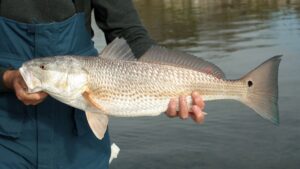 Sight Fishing for Redfish in Destin