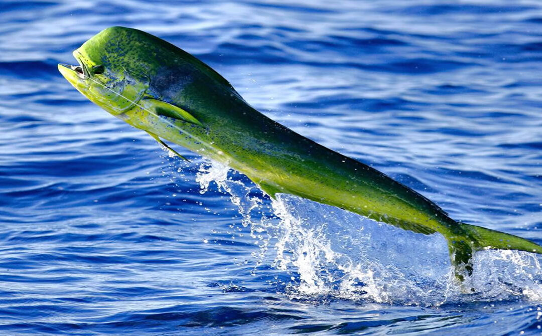 Tips and Tricks to Catch Destin Florida Mahi Mahi