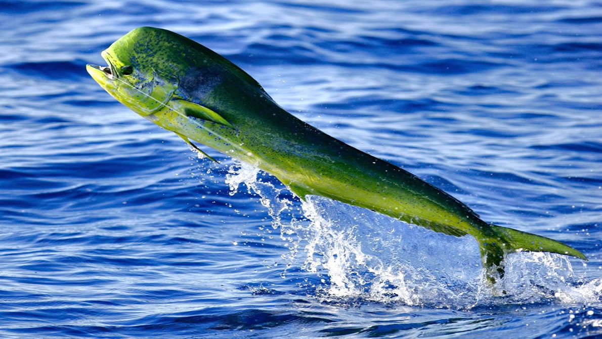 Tips and Tricks to Catch Destin Florida Mahi Mahi