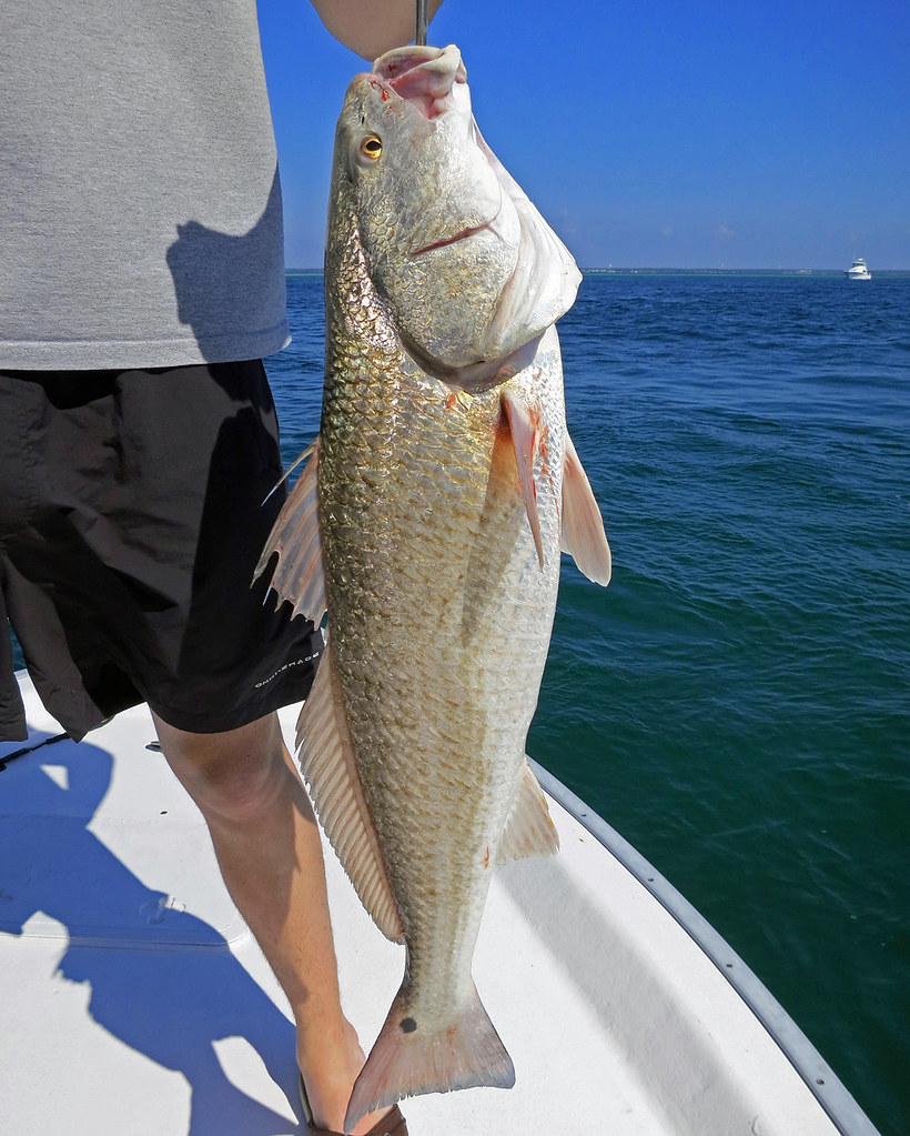 Catch Destin Florida Redfish