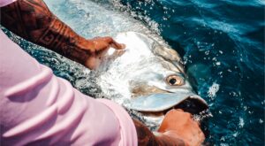 Destin Fishing Season for Inshore Fish