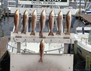 Destin Fishing Charters