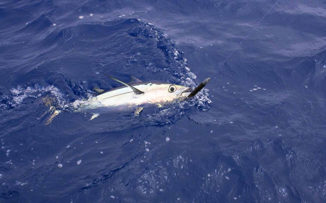 Deep Sea Fishing Near Destin Beaches