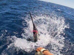 Deep Sea Fishing Near Destin Beaches