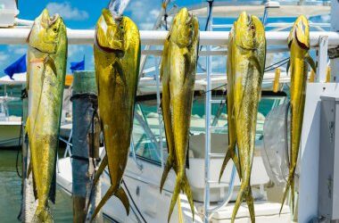What Happens to the Fish You Catch on a Charter?