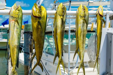 What Happens to the Fish You Catch on a Charter?