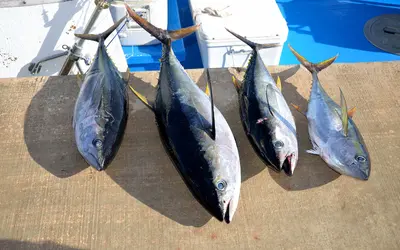 Who are the Best Tuna Fishing Charters in Florida?